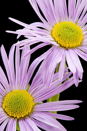 flower on black - camomile macroの写真素材