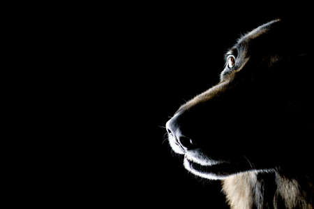 object on black - German shepherd closeupの写真素材