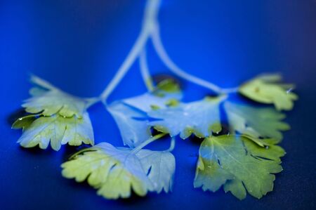 object on blue - food parsley in the waterの写真素材