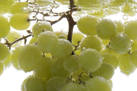 object on white - Green grapes in waterの写真素材