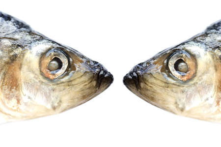 object on white - fish herring close up