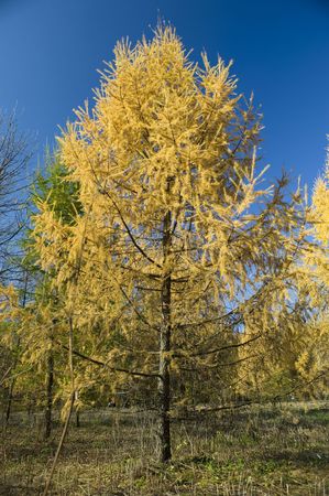 yellow Fur tree in the autumn parkの写真素材