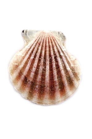 object on white - sea shells close up
