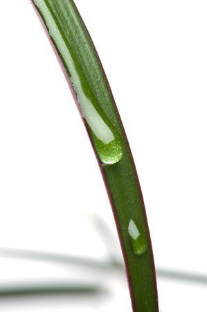 object on white background - House plantの写真素材