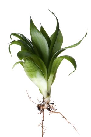 object isolated on white background House plant macroの写真素材