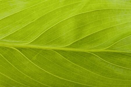 object on white background - House plant leaf