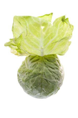 object on white - food cabbage close upの写真素材