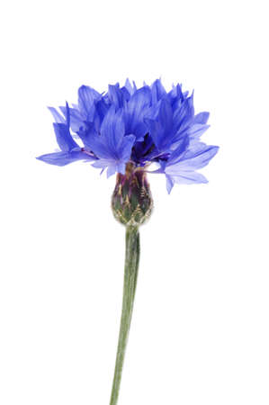 object on white - flowers blue cornflower close upの写真素材