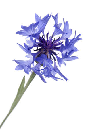object on white - flowers blue cornflower close upの写真素材