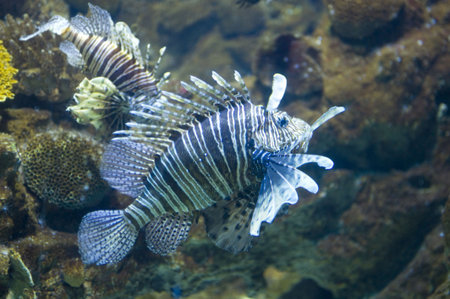 country Spain -  Barcelona Aquarium close up