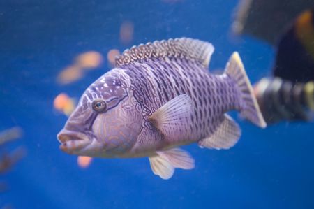 country Spain - Barcelona Aquarium close upの写真素材