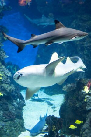 country Spain - Barcelona Aquarium close up