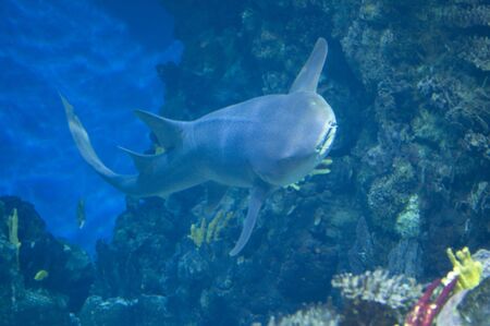 country Spain - Barcelona Aquarium close upの写真素材