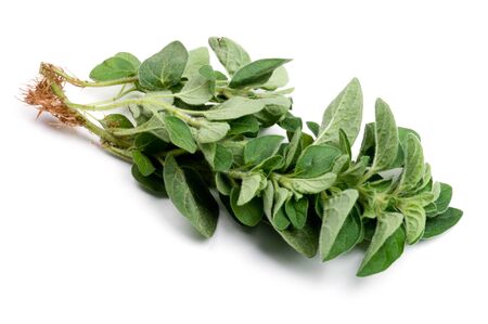 object on white - food mint close upの写真素材