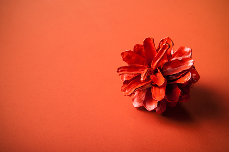Pine cone red on red backgroundの写真素材