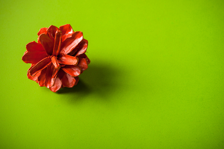 Pine cone red on green backgroundの写真素材