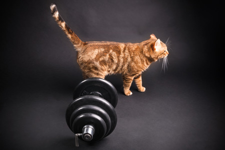 Bengal cat with dumbbell on dark backgroundの写真素材