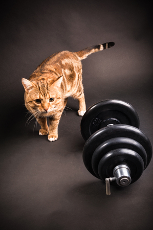 Bengal cat with dumbbell on dark backgroundの写真素材
