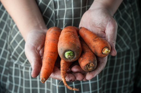 Hands holding freshly harvested carrotsの写真素材