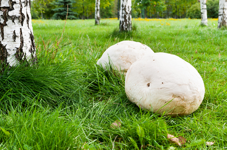 Giant puffball mushroom on the grass in parkの写真素材