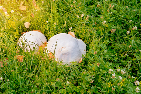 Giant white puffball mushroom on grassの写真素材