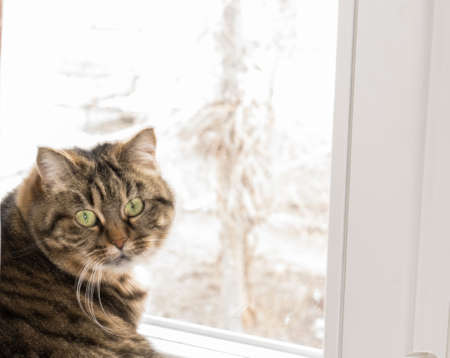 The cat is sitting near the windowの写真素材