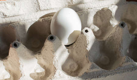 One egg in a trayの写真素材