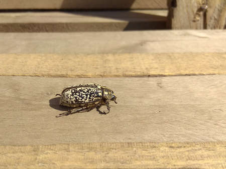 The cockchafer crawls on the plank on a sunny dayの写真素材