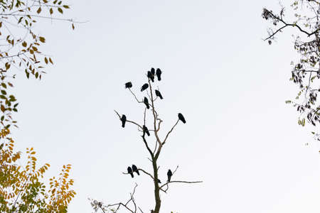 Black crows sit on the branches of a dry tree against the skyの写真素材