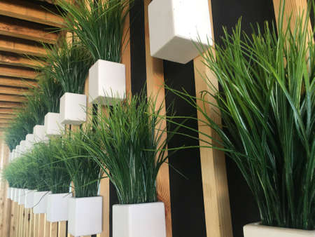 Green grass in white pots on the wallの写真素材