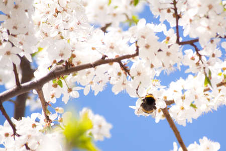 Bumble-bee on the bunches of cherry blossom with white flowers against the blue sky の写真素材