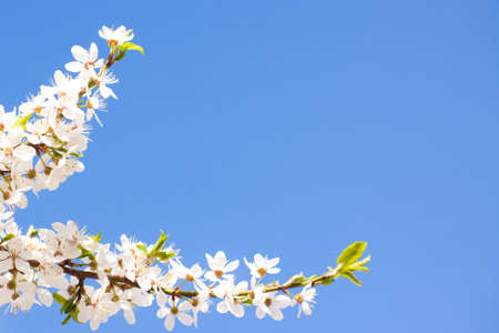 Blooming spring tree background, white flowers over blue sky