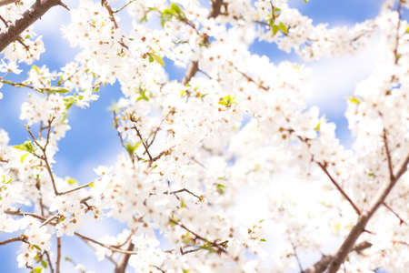 Bunches of cherry blossom with white flowers against the blue sky の写真素材