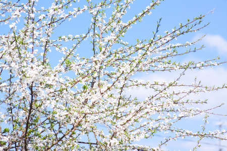 Bunches of cherry blossom with white flowers against the blue sky 