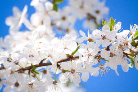 Bunches of cherry blossom with white flowers against the blue sky 