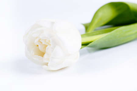 Tulip isolated on a white background.の写真素材