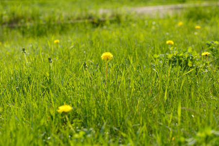 Beautiful dandelions and grass in summer.の写真素材
