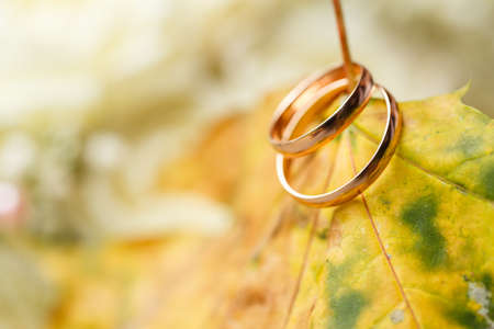 Golden wedding rings on maple.の写真素材