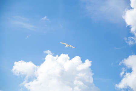 Seagull flies in blue skies.の写真素材