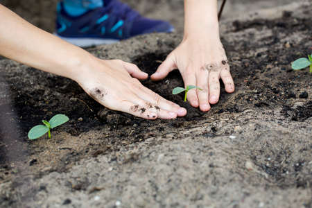 Woman hands planting the young plant while working in garden.の写真素材