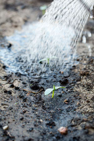 Watering the soil of young sprout in garden.の写真素材