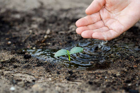 Woman's hand watering the soil of young plant.の写真素材