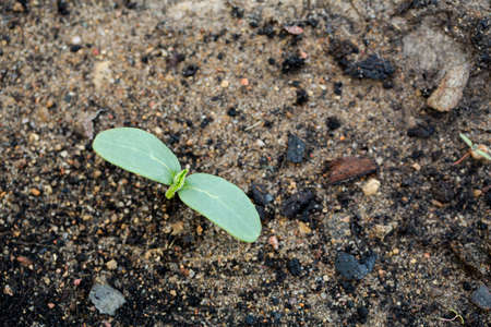 Young green sprout in summer garden.の写真素材