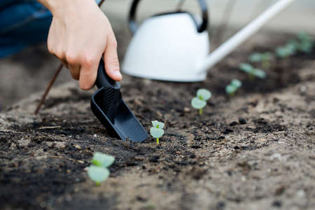 Gardener's hand transplanting a young plant with shovel.の写真素材