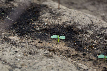 New green sprout growing in summer garden.