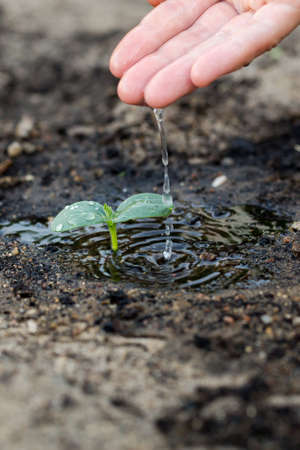 Woman's hand watering the soil of young plant.の写真素材