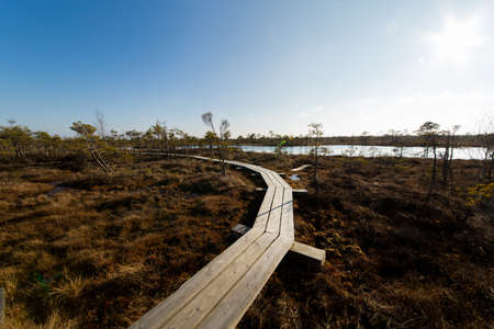 Beauty of nature in latvian swamp area, walkway for tourists.