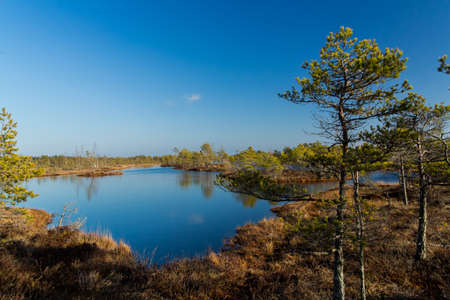 Beauty of nature in latvian swamp area, tourist place.の写真素材