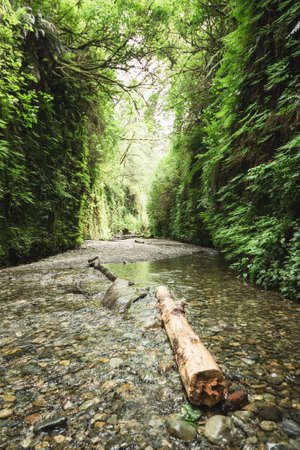 Beautiful nature of Fern canyon in summer.