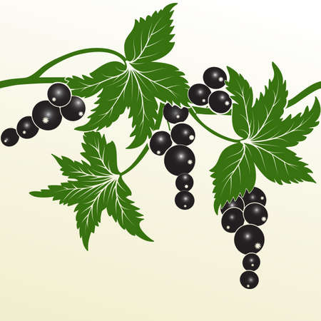 Vector blackberry. Hand drawn decorative vector blackberry elements for design. Page decoration element.のイラスト素材
